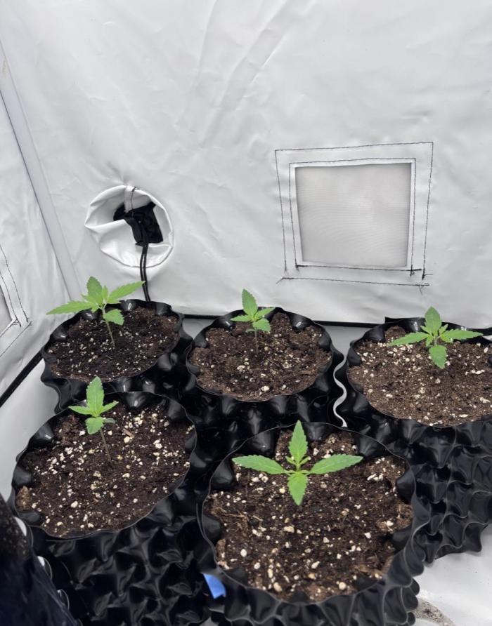 Bubblegum & StrawberryAK. Week 1