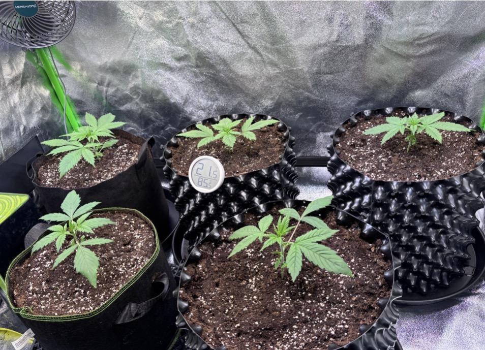 Bubblegum & StrawberryAK. Week 2