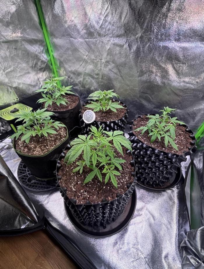 Bubblegum & StrawberryAK. Week 3