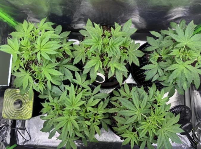 Bubblegum & StrawberryAK. Week 4