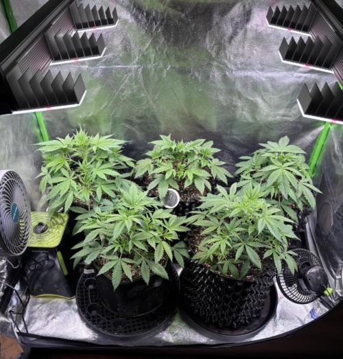 Bubblegum & StrawberryAK. Week 4