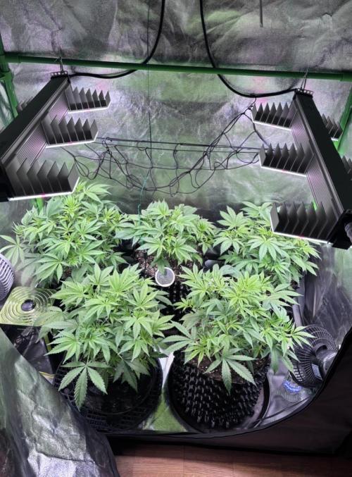Bubblegum & StrawberryAK. Week 5