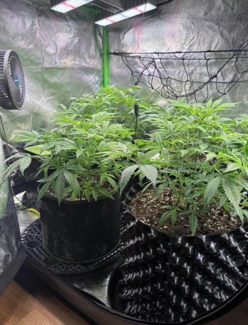 Bubblegum & StrawberryAK. Week 5