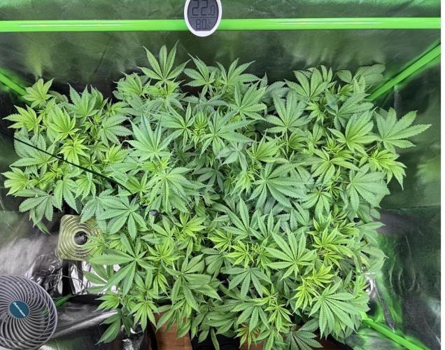 Bubblegum & StrawberryAK. Week 6
