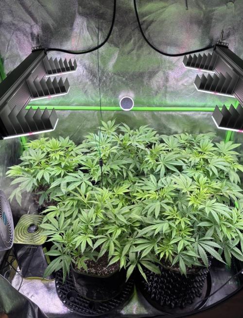 Bubblegum & StrawberryAK. Week 6