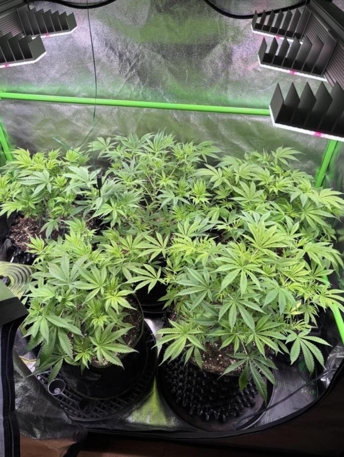 Bubblegum & StrawberryAK. Week 7
