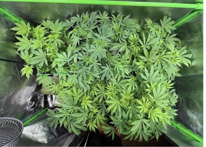 Bubblegum & StrawberryAK. Week 8