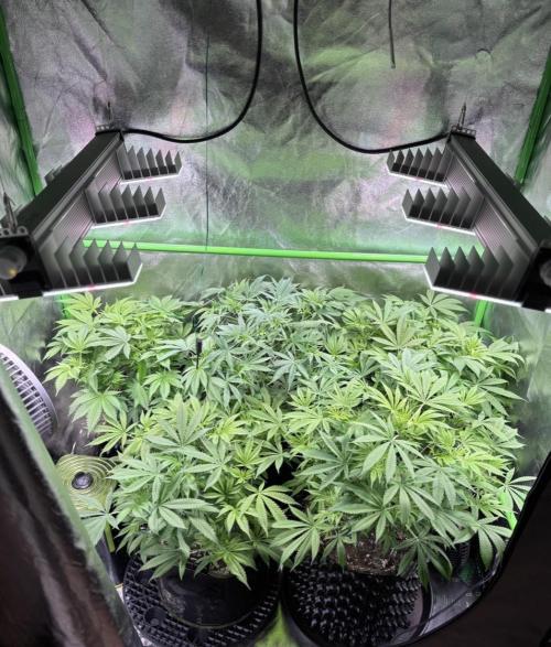 Bubblegum & StrawberryAK. Week 8