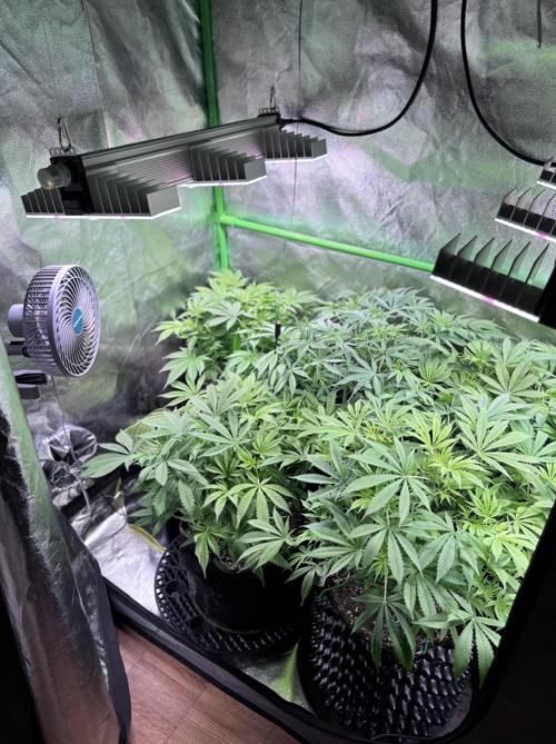 Bubblegum & StrawberryAK. Week 8