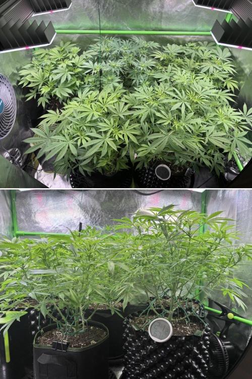 Bubblegum & StrawberryAK. Week 9