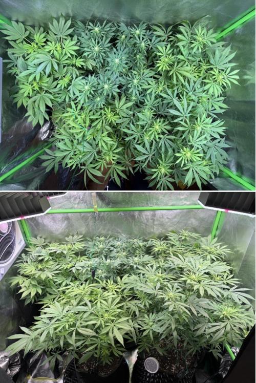 Bubblegum & StrawberryAK. Week 10