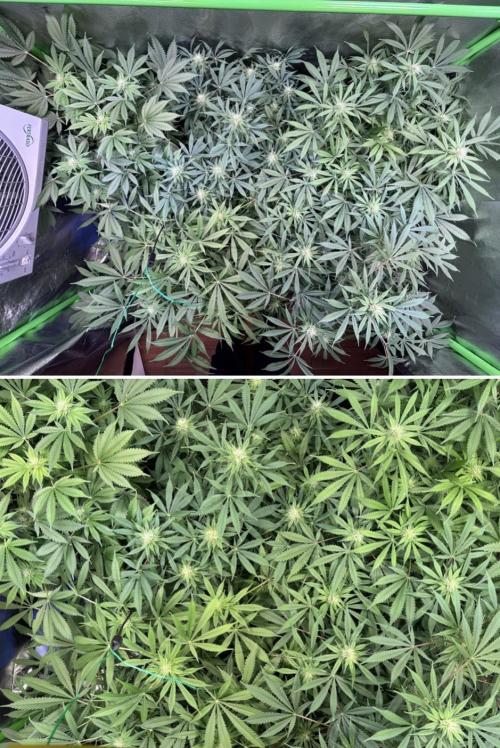 Bubblegum & StrawberryAK. Week 11
