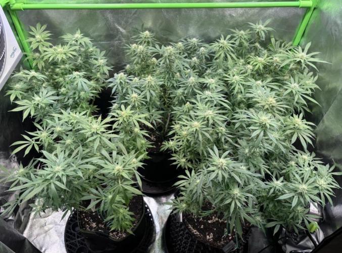 Bubblegum & StrawberryAK. Week 11