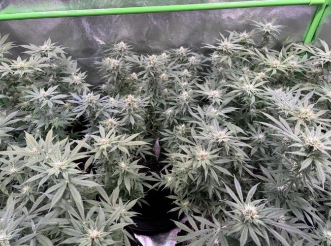 Bubblegum & StrawberryAK. Week 12
