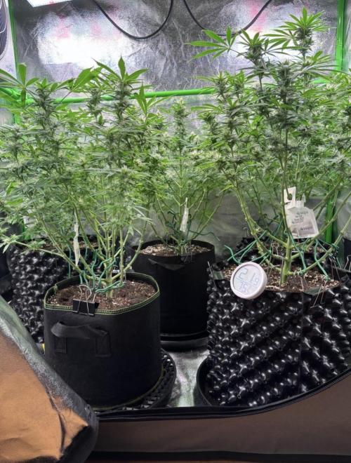 Bubblegum & StrawberryAK. Week 12