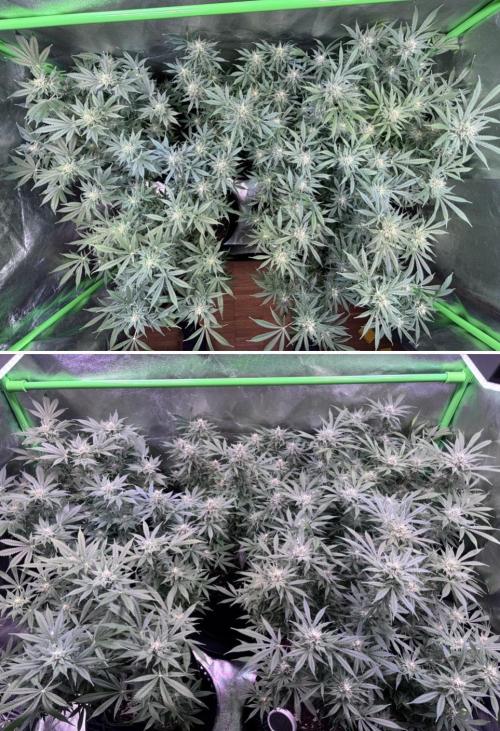 Bubblegum & StrawberryAK. Week 13