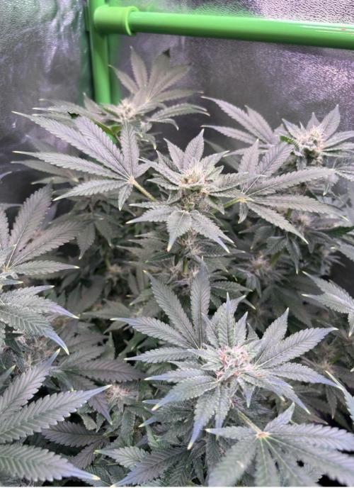 Bubblegum & StrawberryAK. Week 13