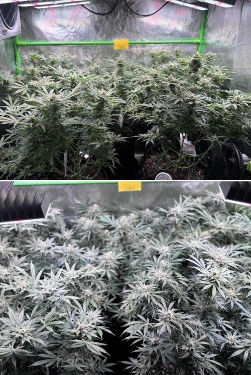 Bubblegum & StrawberryAK. Week 14