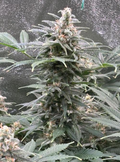 Bubblegum & StrawberryAK. Week 14