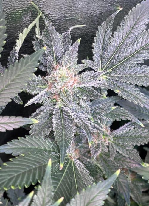 Bubblegum & StrawberryAK. Week 14