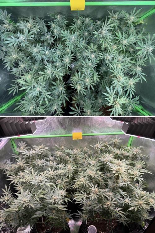 Bubblegum & StrawberryAK. Week 15