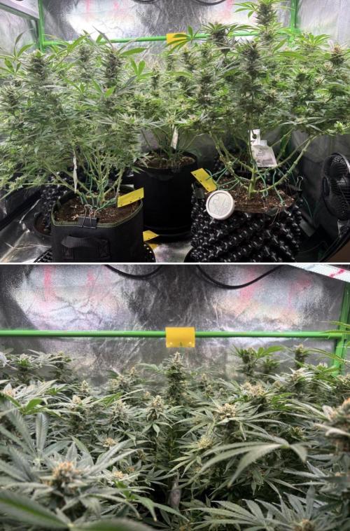 Bubblegum & StrawberryAK. Week 15