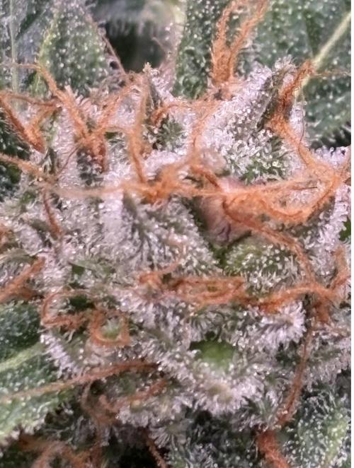 Bubblegum & StrawberryAK. Week 15
