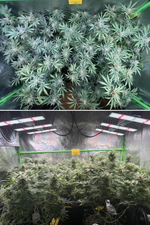 Bubblegum & StrawberryAK. Week 16