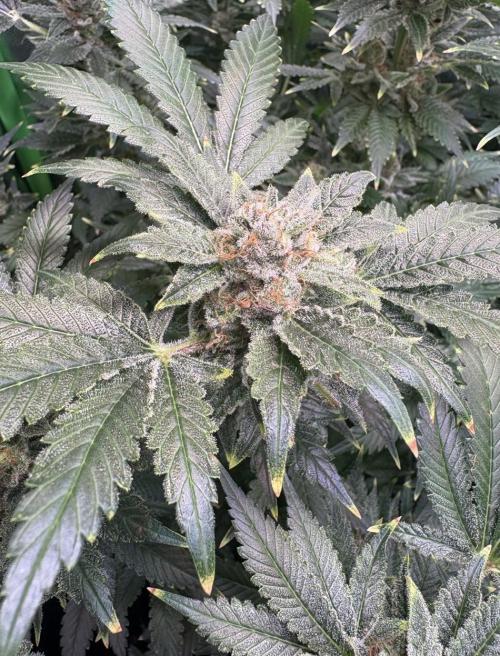Bubblegum & StrawberryAK. Week 16