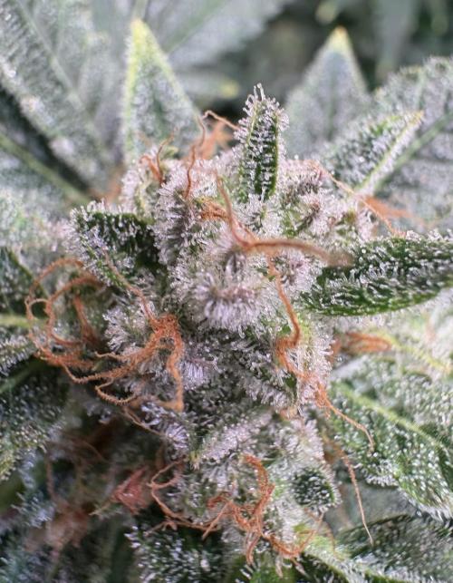 Bubblegum & StrawberryAK. Week 16