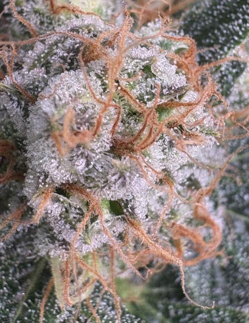 Bubblegum & StrawberryAK. Week 16
