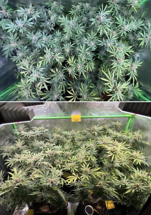 Bubblegum & StrawberryAK. Week 17