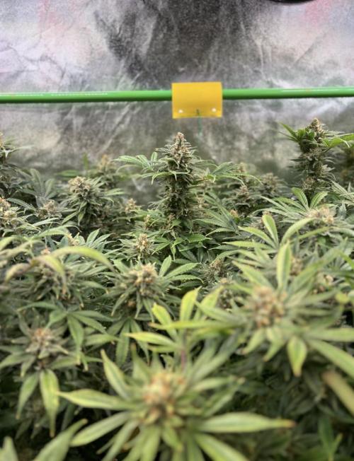 Bubblegum & StrawberryAK. Week 17