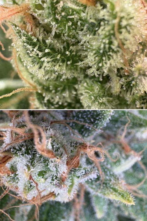 Bubblegum & StrawberryAK. Week 17