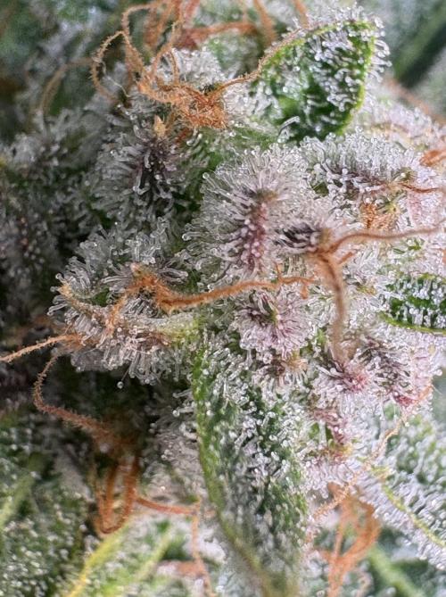 Bubblegum & StrawberryAK. Week 17