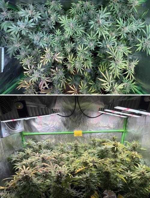 Bubblegum & StrawberryAK. Week 18