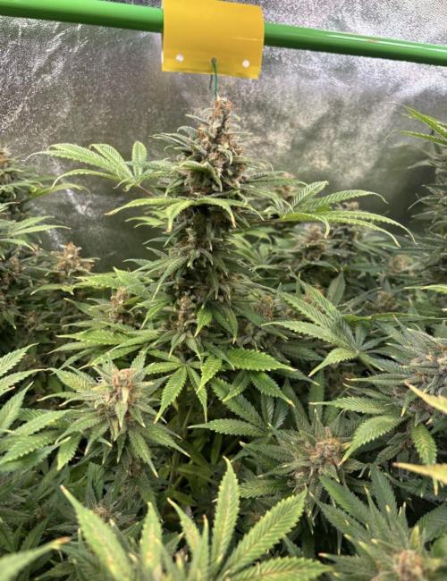 Bubblegum & StrawberryAK. Week 18