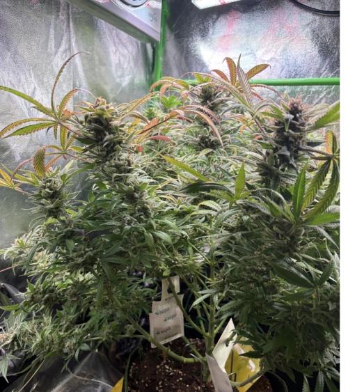 Bubblegum & StrawberryAK. Week 18