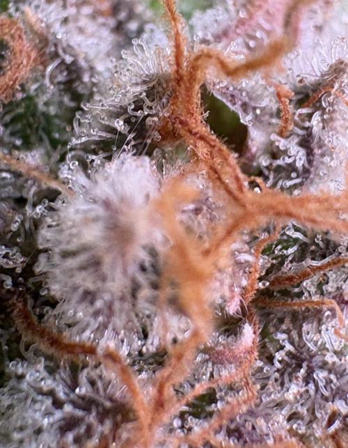 Bubblegum & StrawberryAK. Week 18