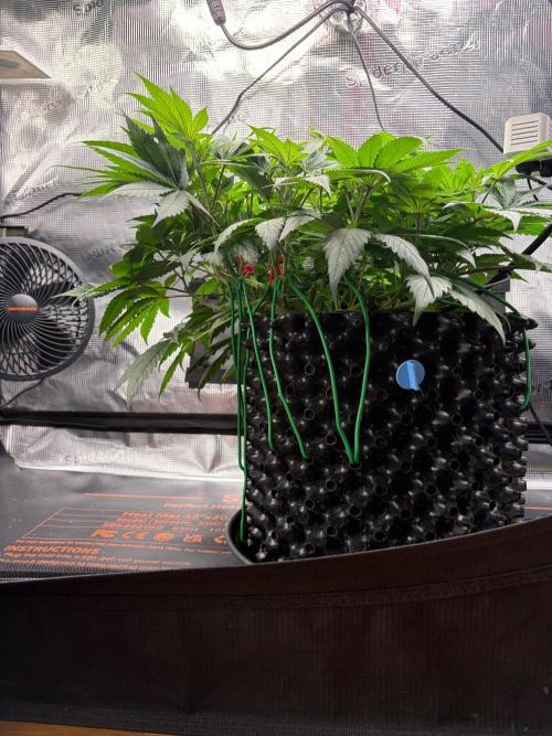 Blueberry Fem. -Dutch Passion. Week 8