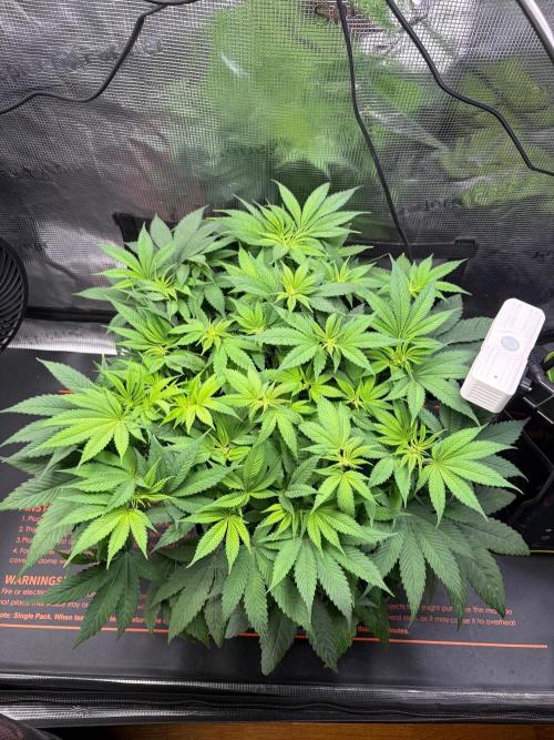 Blueberry Fem. -Dutch Passion. Week 8