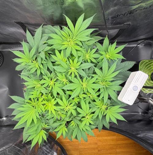 Blueberry Fem. -Dutch Passion. Week 8