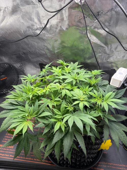 Blueberry Fem. -Dutch Passion. Week 8