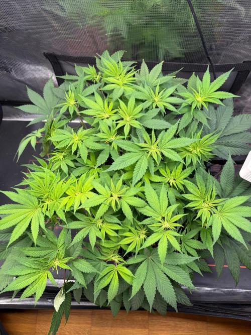 Blueberry Fem. -Dutch Passion. Week 8