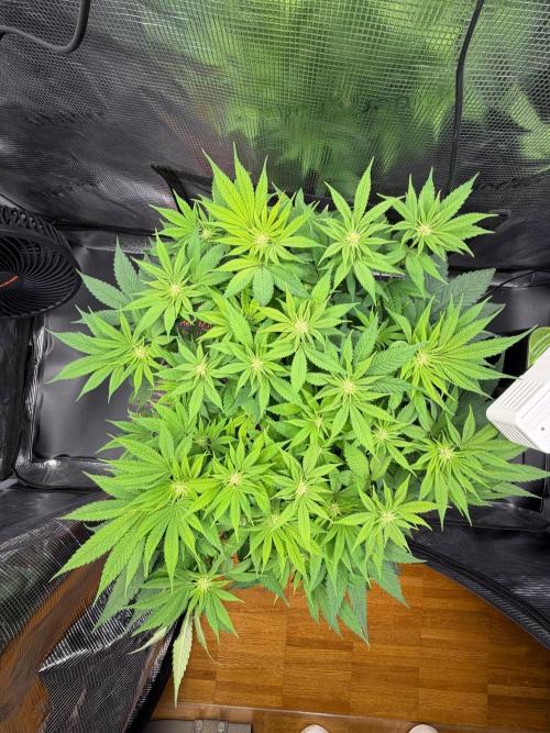 Blueberry Fem. -Dutch Passion. Week 9