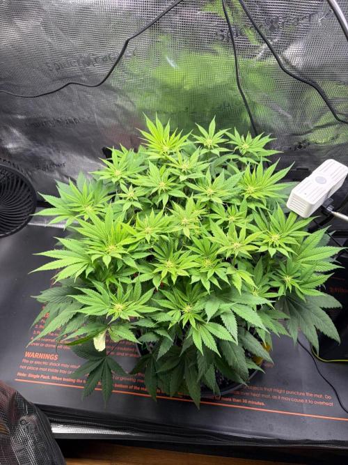 Blueberry Fem. -Dutch Passion. Week 9
