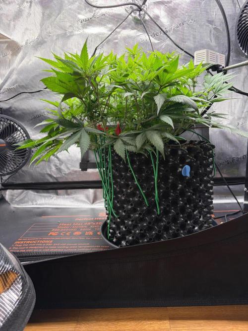 Blueberry Fem. -Dutch Passion. Week 9