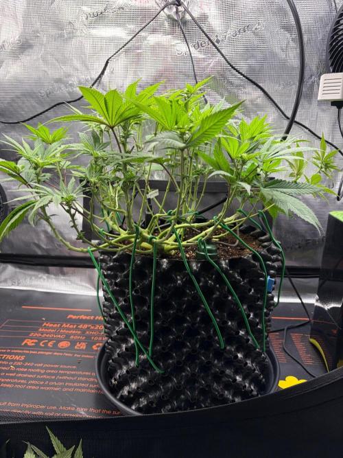 Blueberry Fem. -Dutch Passion. Week 9