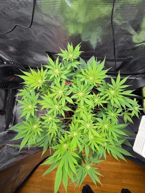 Blueberry Fem. -Dutch Passion. Week 9