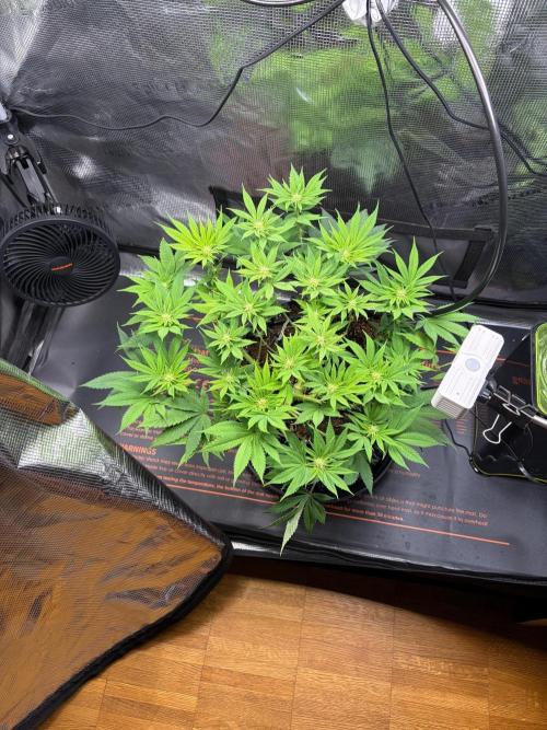 Blueberry Fem. -Dutch Passion. Week 9